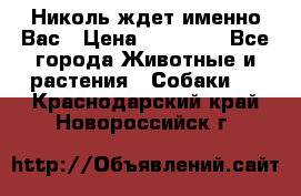 Николь ждет именно Вас › Цена ­ 25 000 - Все города Животные и растения » Собаки   . Краснодарский край,Новороссийск г.